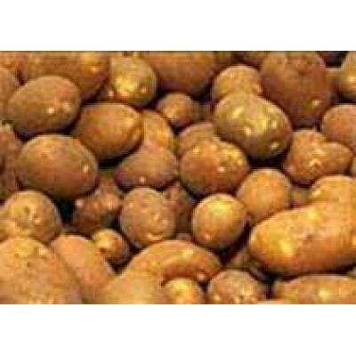В Ульяновской области выявлены очаги опасного заболевания посевов картофеля
