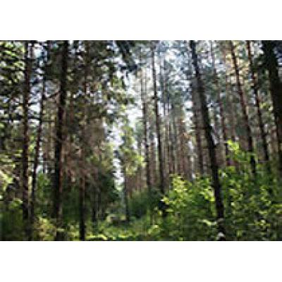 За 9 месяцев от использования лесных ресурсов Пермского края в региональный бюджет поступило 142 млн рублей