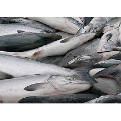 Россельхознадзор – продлил сроки ввоза рыбы из Китая, США и Казахстана