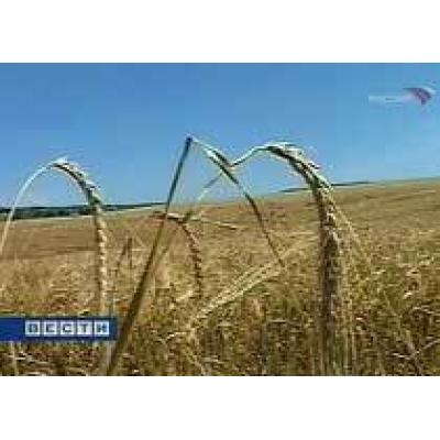 Пшеница дорожает из-за плохой погоды в России, Казахстане и Канаде