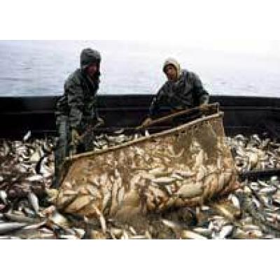 Приморье начнет дотировать из бюджета рыбные предприятия