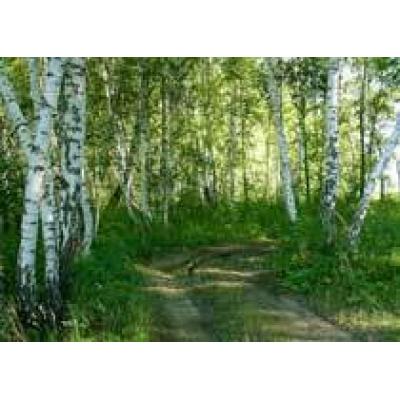Компании «АВА компании» предоставили в аренду три лесных участка в Омской области под заготовку древесины