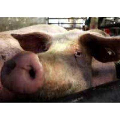 Россия временно запретила ввоз свиней из Германии
