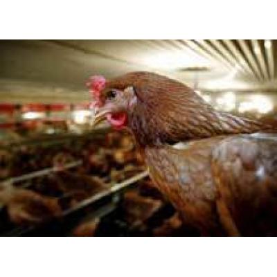 Россия запретила импорт мяса птицы из ФРГ