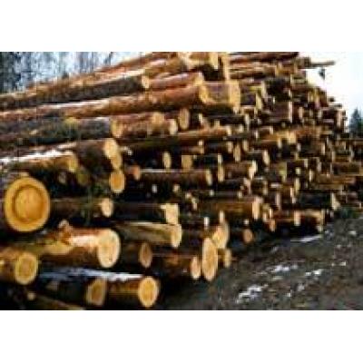 Хабаровские власти призвали китайцев инвестировать в деревопереработку в регионе