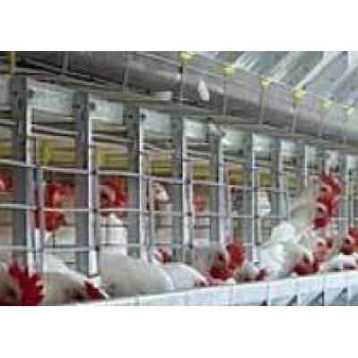 «Краснодарская птицефабрика» объявила себя банкротом