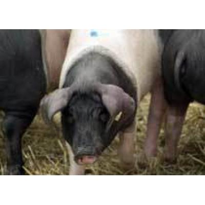 Минсельхоз предложил запретить частные свинарники