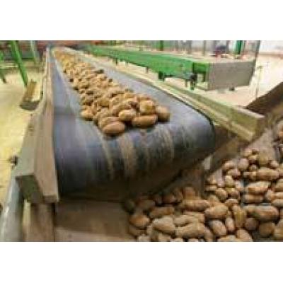 Украина запретила импорт картошки и лука из Европы