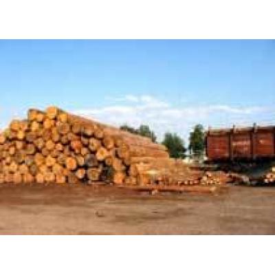 Красноярское минприроды приступило к созданию сети пунктов отгрузки древесины