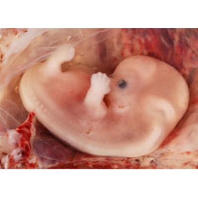 Мифы об эмбрионах