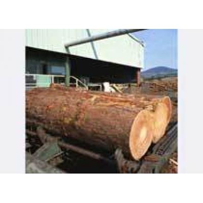 Переработки древесины в России может увеличиться до 78,5 %