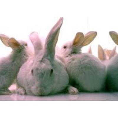 Пять тысяч кроликов перекрыли трассу в Венгрии