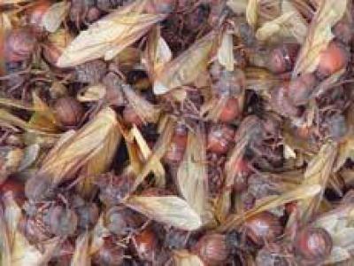 Широкозадые муравьи стали деликатесом