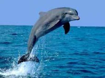 У берегов Флориды найден дельфин в плавках