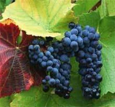 Праздник сбора винограда состоится в Испании
