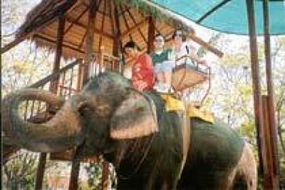 Слоны в Таиланде получат паспорта