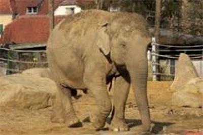 Сеульский зоопарк демонстрирует говорящего слона