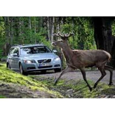 Volvo научит автомобили останавливаться перед оленями