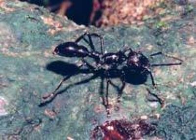 Тушеные муравьи - новый деликатес на Тайване