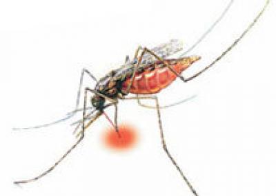 На Ямайке зафиксированы случаи заболевания малярией