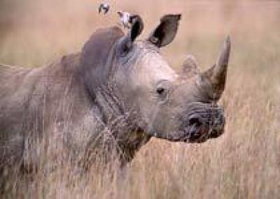 Символом Непала может стать носорог