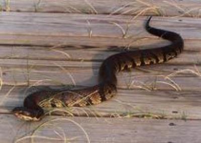 На пляжи ЮАР выползли ядовитые змеи