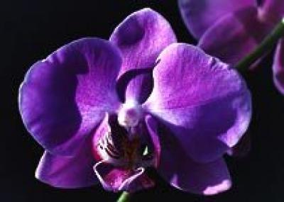 Новый вид орхидеи обнаружен в Южной Африке