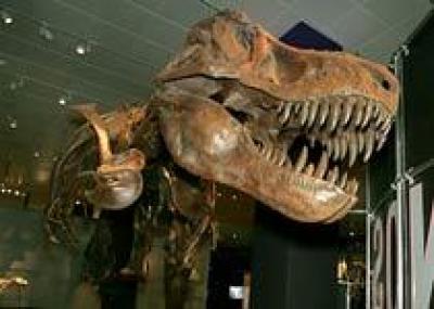 Нью-Йорк: ночные забавы в обществе динозавров