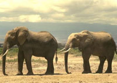 В Негеве строится парк слонов