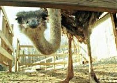 На тюменскую страусиную ферму будут возить туристов