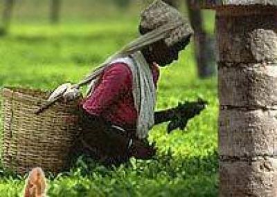 Чайный фестиваль пройдет в Индии