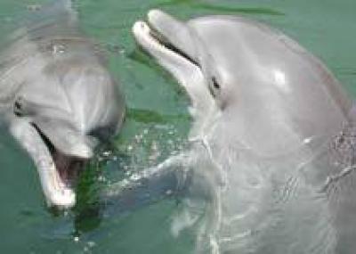 В Одессе хотят построить центр дельфинотерапии и аквариум