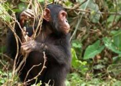 Шимпанзе в Сенегале сами изготавливают орудия охоты