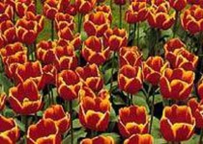 Шведская принцесса откроет выставку тюльпанов в Нидерландах