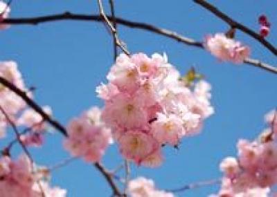 В Японии наступает время цветения сакуры