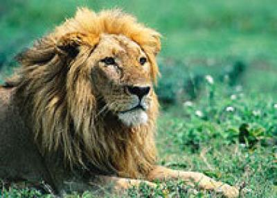 Индия продолжает терять львов