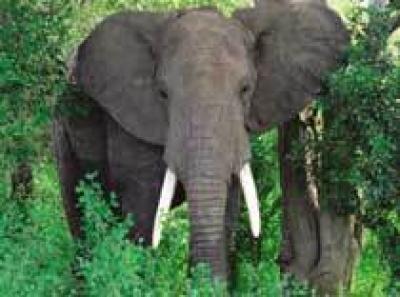 Слон грабит туристов в Индии