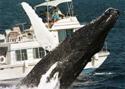 10 самых лучших мест для наблюдения за китами