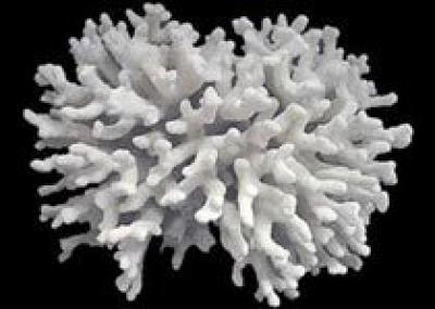 Япония:`белая чума` уничтожает коралловые рифы