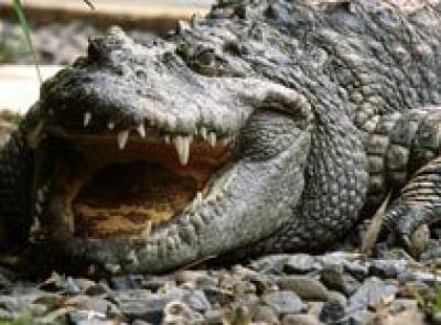На побережье Кубани отдыхающих развлекают крокодилы