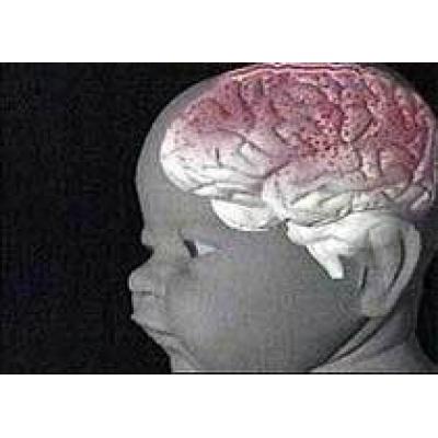 Мозг новорожденного неандертальца похож на мозг современного младенца