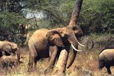 Слоны прогнали туристов с пляжей Кении
