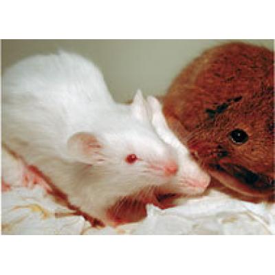 Методику внутриутробного лечения синдрома Дауна успешно испытали на мышах