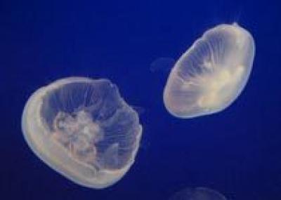 В Национальном парке Италии нашествие медуз