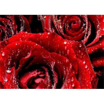 Индус послал любимой гигантскую валентинку из 3 тысяч цветов