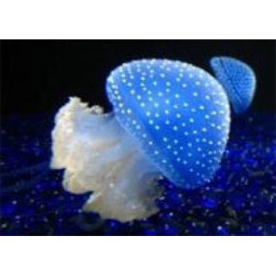 Светлячки и медузы помогут понять причины бесплодия