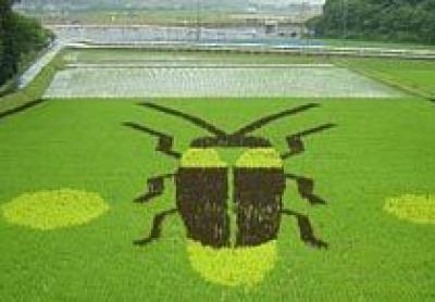 Фермеры Японии высаживают картины на рисовых полях