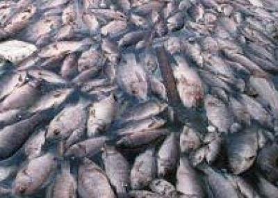 Массовая гибель рыбы у побережья Азовского моря едва не распугала всех туристов