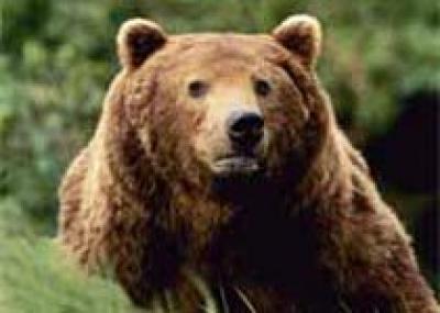 В Хабаровском крае медведь съел туриста