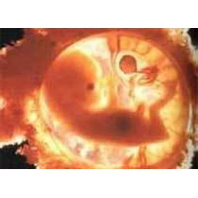 Биологи обнаружили пользу укачивания эмбрионов